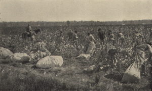Patients Picking Cotton at Alabama Insane Hospital